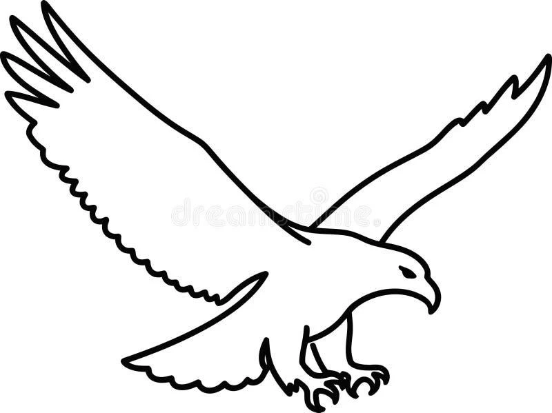 Eagle coloring pages