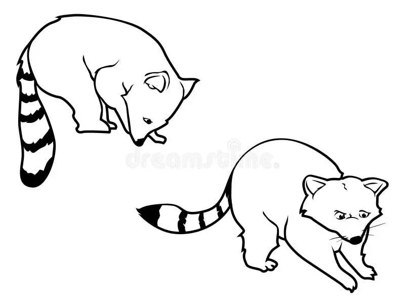 Raccoon coloring pages