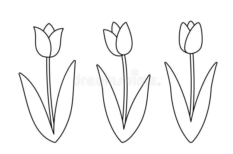 Tulip coloring pages